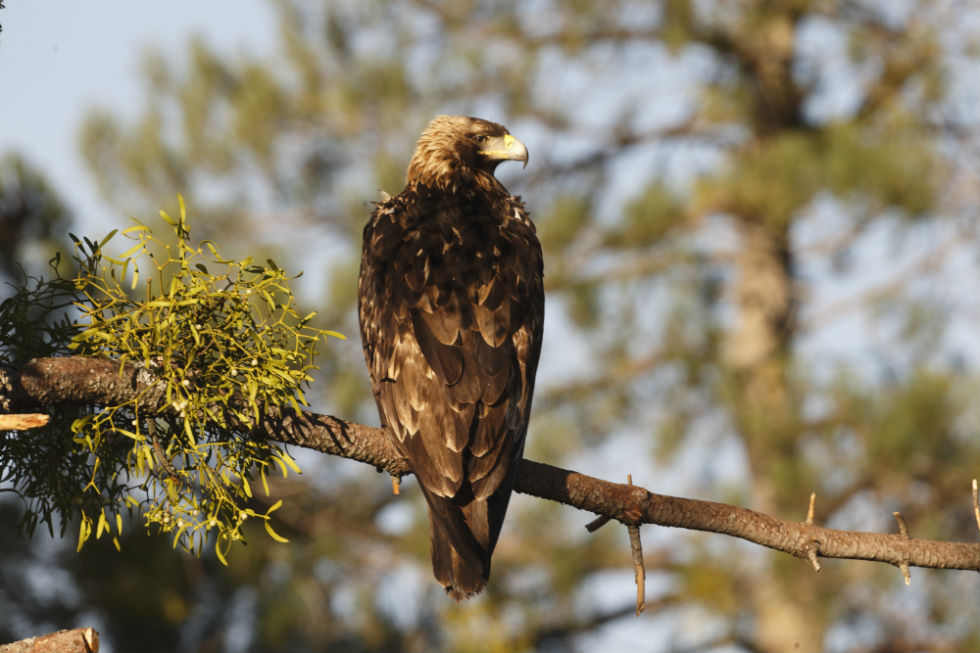 Imagen 5 de la galería de Águila Imperial - Imperial eagle